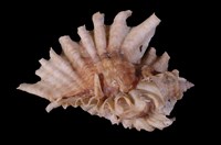 藏品(傘旗骨螺)的圖片